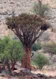 Aloidendron dichotomum. Цветущее растение. Намибия, обл. Кхомас, национальный парк \"Gamsberg\". 13.01.2010.