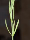 Linaria chalepensis