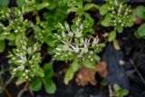 Sedum oppositifolium. Верхушки побегов с соцветиями. Ингушетия, Джейрахский р-н, ур. Вовнушки, ≈ 1200 м н.у.м., каменистый склон. 24.07.2022.