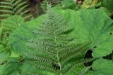 Athyrium filix-femina