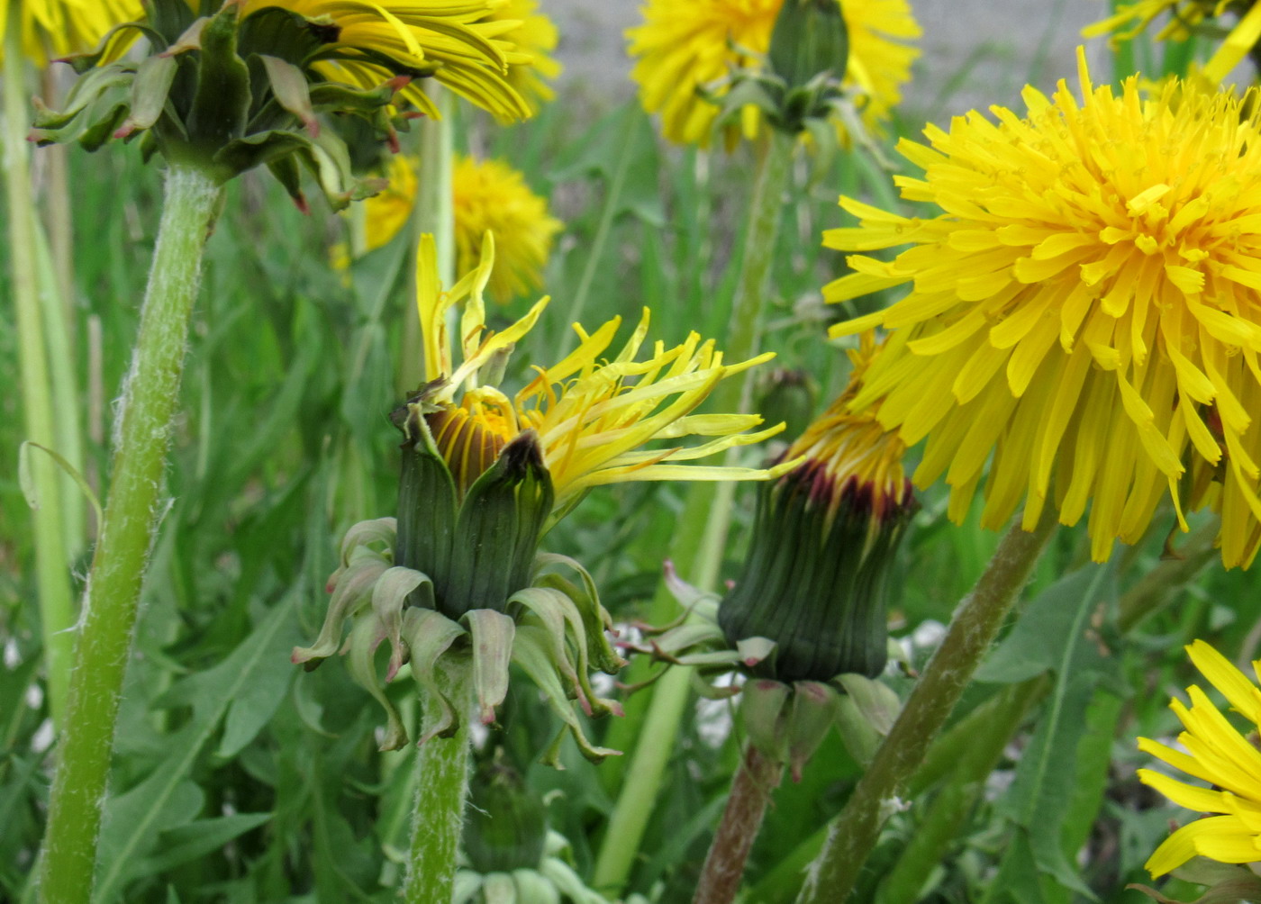 Изображение особи Taraxacum printzii.