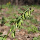 Corydalis solida. Соплодие. Ульяновская обл, окр. г. Димитровград, р-н Торфболото, осиновый лес с примесью широколиственных пород, обочина просеки. 15.04.2023.