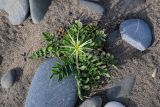 Centaurea iberica. Растение с развивающимся соцветием. Дагестан, Магарамкентский р-н, окр. с. Приморский, каменисто-песчаный пляж. 05.05.2022.