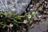 Cerastium pusillum. Верхушки побегов с цветками и бутонами. Киргизия, Ошская обл., Памир, Заалайский хр., долина руч. Разведывательный, ур. Луковая Поляна, ≈ 3800 м н.у.м., каменисто-глинистый склон. 06.07.2022.