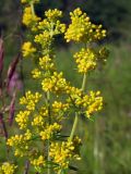 Galium verum. Верхушки бутонизирующих побегов. Магаданская обл., окр. г. Магадан, ост. Аммональная, разнотравная поляна в листвнничнике. 28.07.2013.