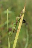 Gladiolus imbricatus. Верхушка побега с соплодием с незрелыми плодами и верхушка увядающего листа (в условиях засушливого лета). Беларусь, Витебская обл., окр. пос. Езерище, сырой лабазниковый луг. 27.07.2023.