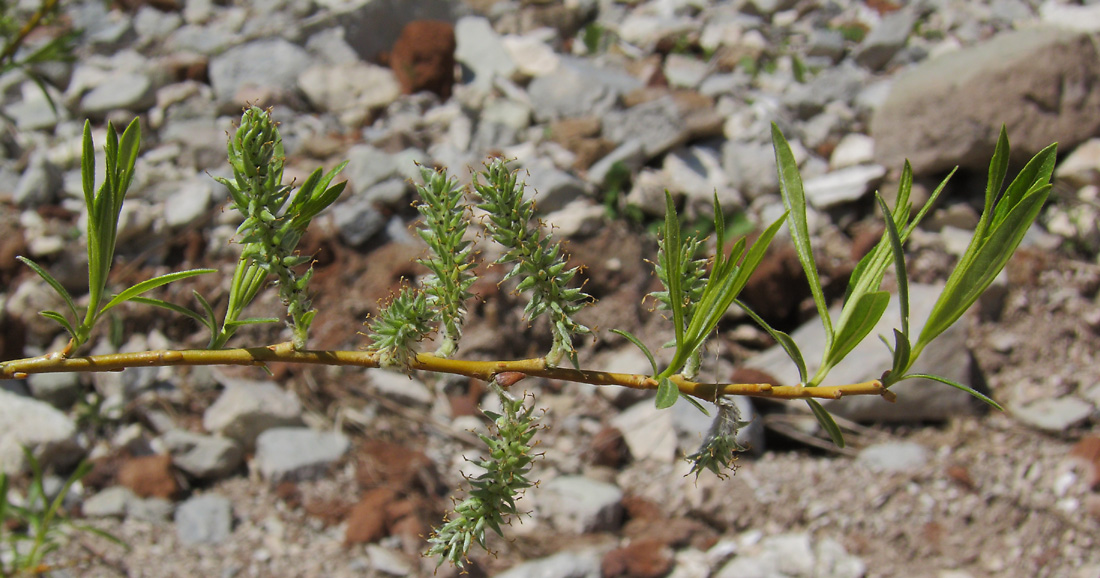 Изображение особи Salix &times; mollissima.