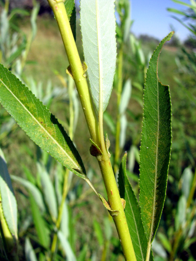 Image of Salix &times; undulata specimen.