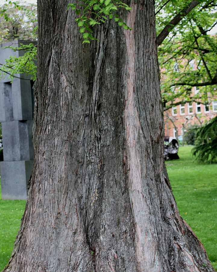 Изображение особи Metasequoia glyptostroboides.