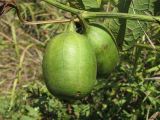 Aristolochia clematitis. Незрелые плоды. Украина, Запорожский р-н, Дурная балка, разнотравная степь. 19.08.2011.