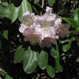 Rhododendron fortunei