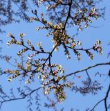 Zelkova serrata