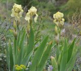 Iris imbricata. Цветущие растения. Нагорный Карабах, Шаумянский р-н, ущелье р. Тартар. 09.05.2013.