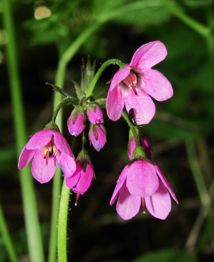 Image of Cortusa matthioli specimen.