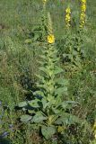 Verbascum phlomoides. Цветущие растения. Крым, Байдарская долина, окр. с. Родниковое. 6 июля 2013 г.