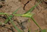 Crypsis schoenoides