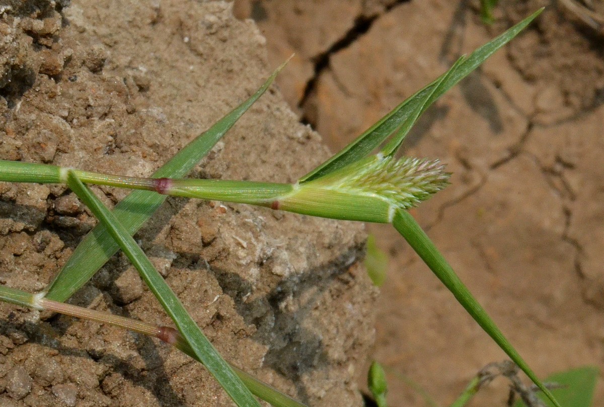 Изображение особи Crypsis schoenoides.