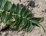 Polemonium разновидность himalayanum