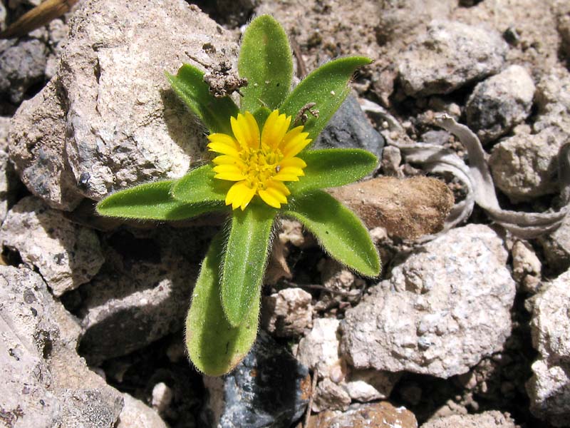 Изображение особи Asteriscus aquaticus.