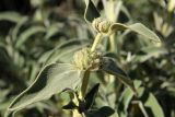 Phlomis fruticosa