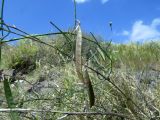 Vicia cirrhosa