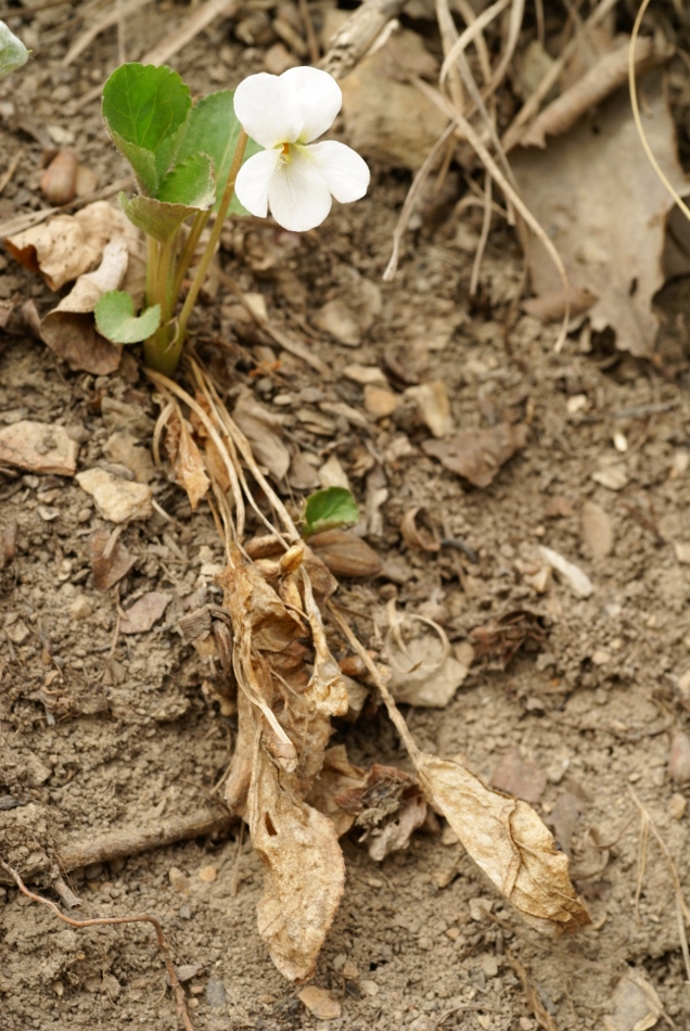 Image of Viola pacifica specimen.