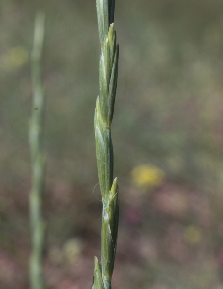 Image of Elytrigia pruinifera specimen.