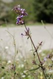 Plumbago europaea. Верхушка цветущего растения. Черногория, муниципалитет Будва, окр. с. Кульяче (Kuljače), рядом с монастырём Дульево (Duljevo), обочина парковки. 08.10.2014.