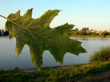 Quercus rubra