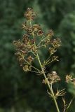 Thalictrum lucidum. Соплодие. Калужская обл., ст. Думиничи, используемый под выпас суходольный луг. 18.08.2009.