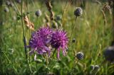 Centaurea scabiosa