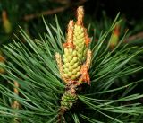 Pinus sylvestris