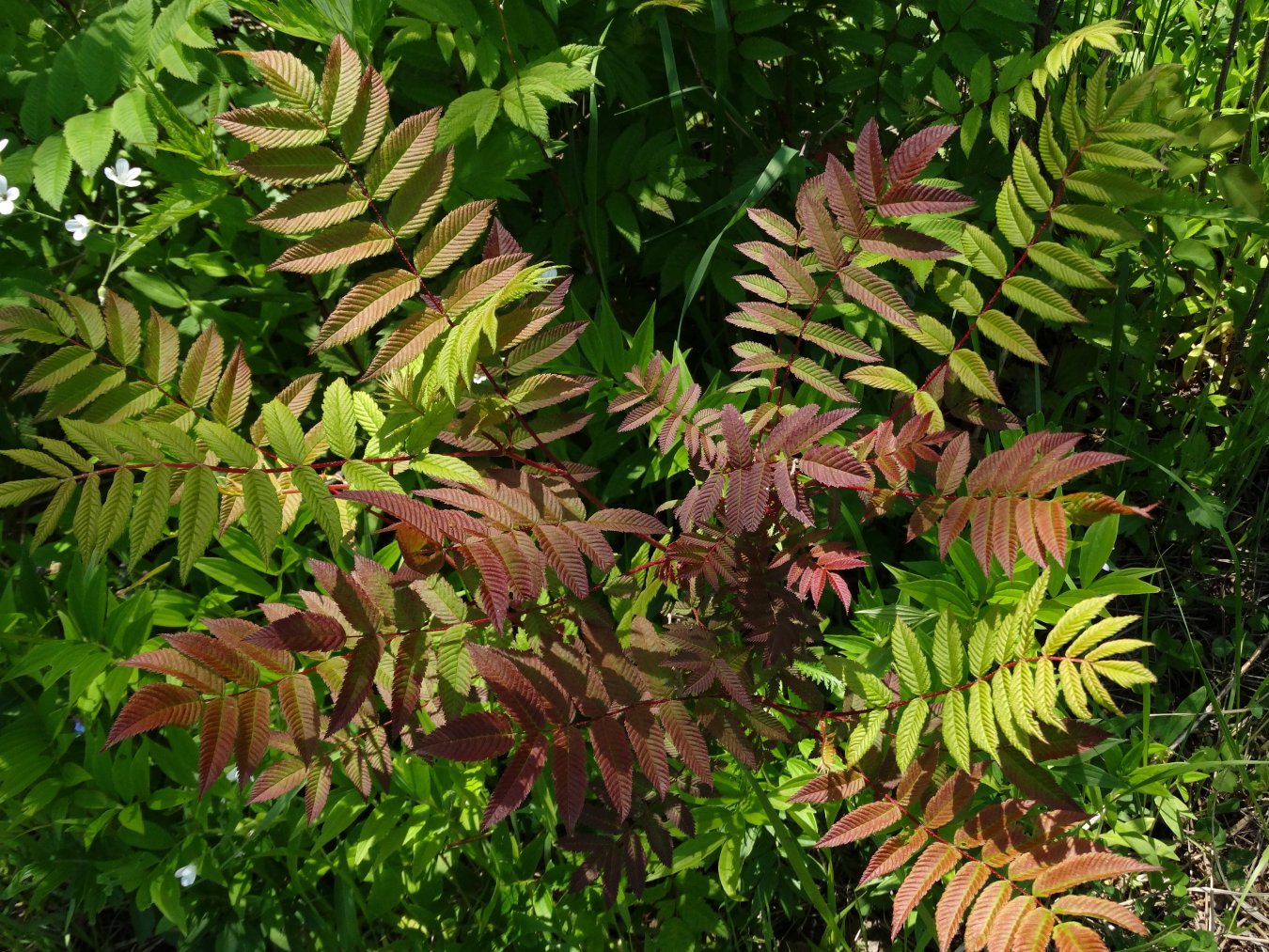 Image of Sorbaria sorbifolia specimen.