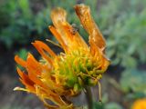 Trollius ircuticus