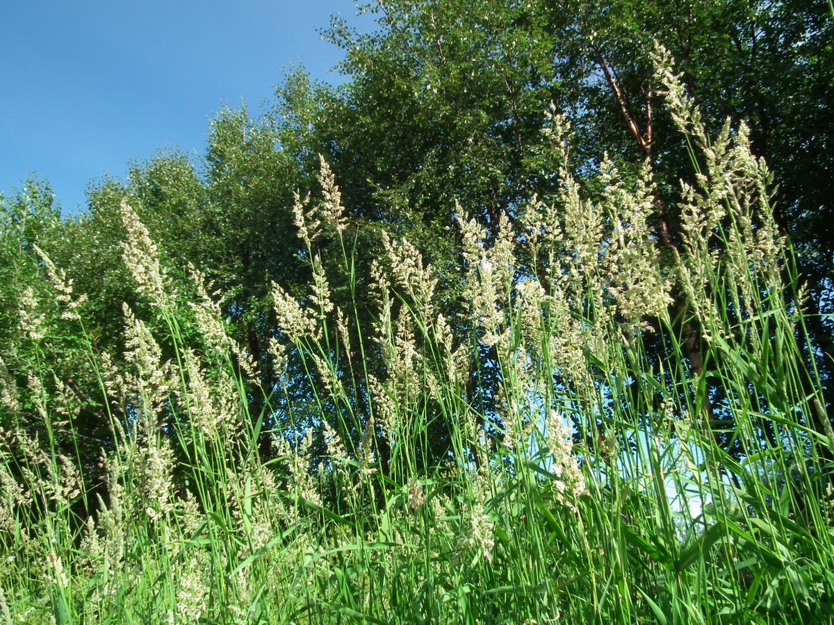 Изображение особи Phalaroides arundinacea.