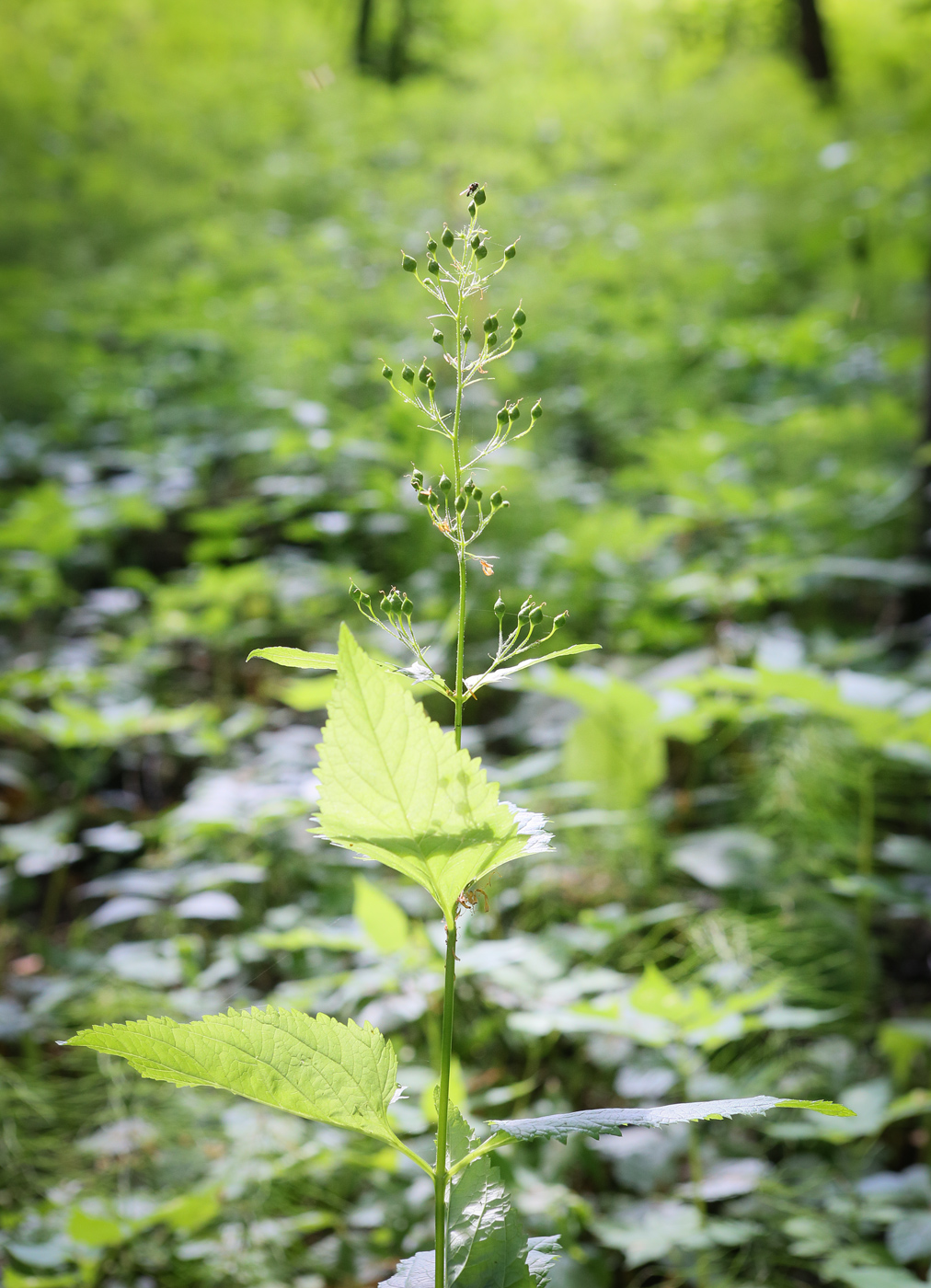 Изображение особи Scrophularia nodosa.