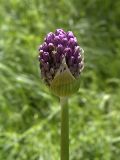 Allium stipitatum