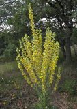 Verbascum lychnitis. Соцветие. Крым, Карадагский заповедник, склоны горы Малый Карадаг, поляна в дубовом шибляке, у тропы. 22 июня 2017 г.