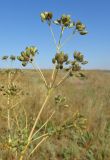 Ferula caspica. Часть общего соплодия. Крым, Керченский п-ов, окр. мыса Чауда, опустыненная степь. 25 июня 2017 г.