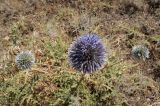 род Echinops