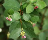 Symphoricarpos разновидность laevigatus