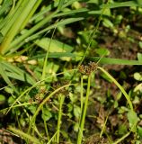 Cyperus fuscus