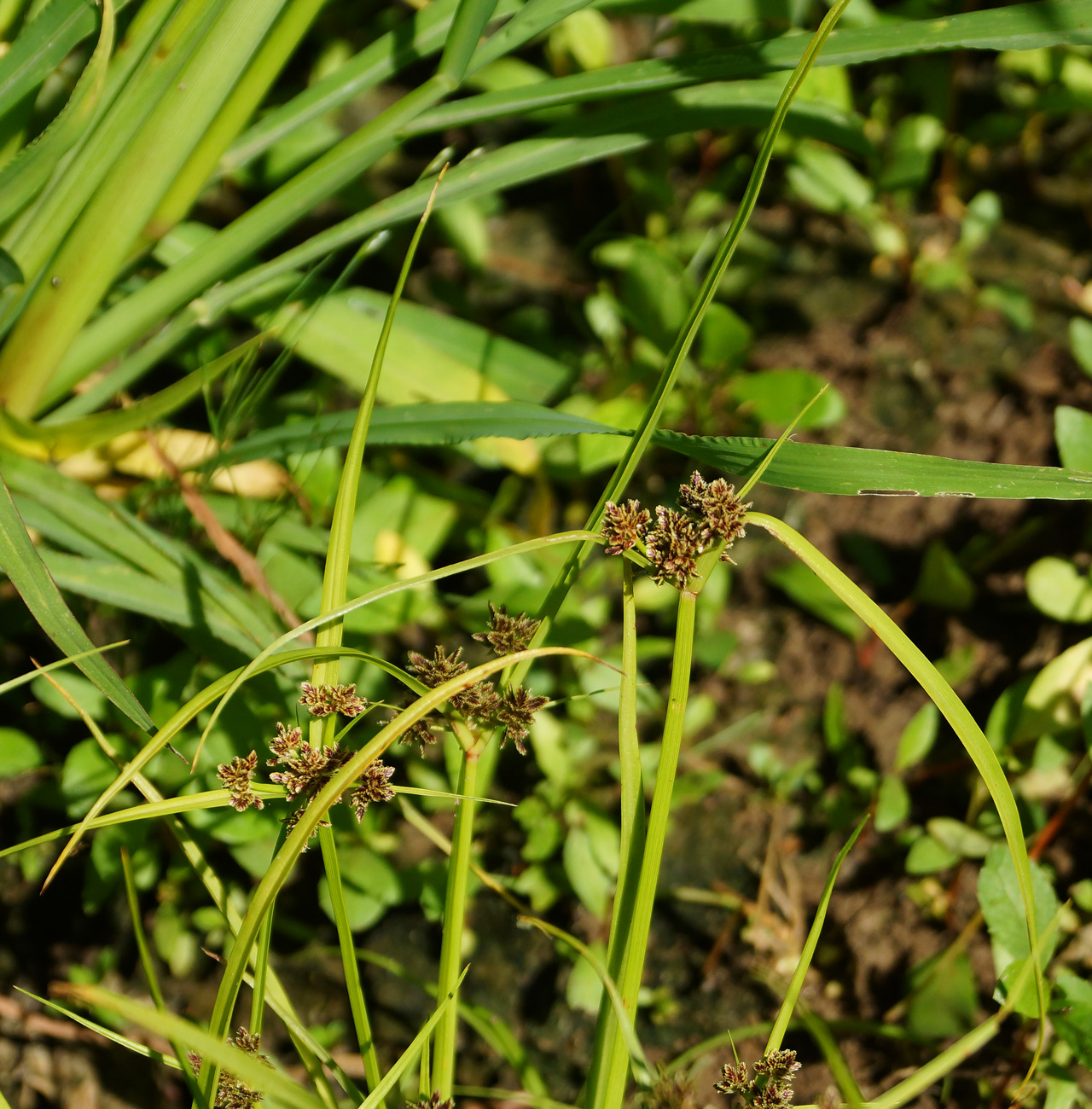 Изображение особи Cyperus fuscus.