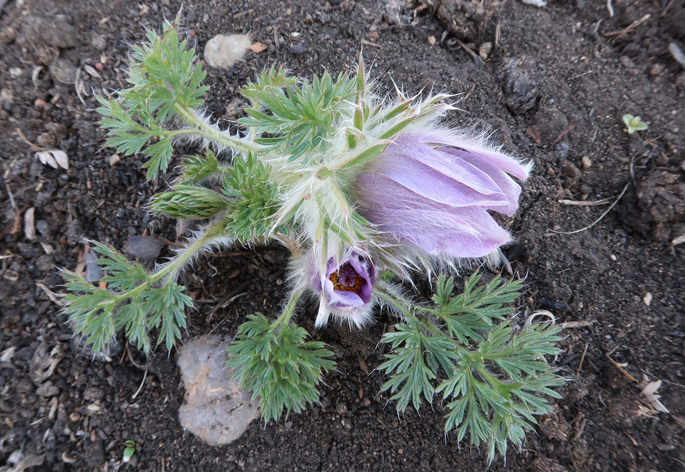 Изображение особи Pulsatilla turczaninovii.