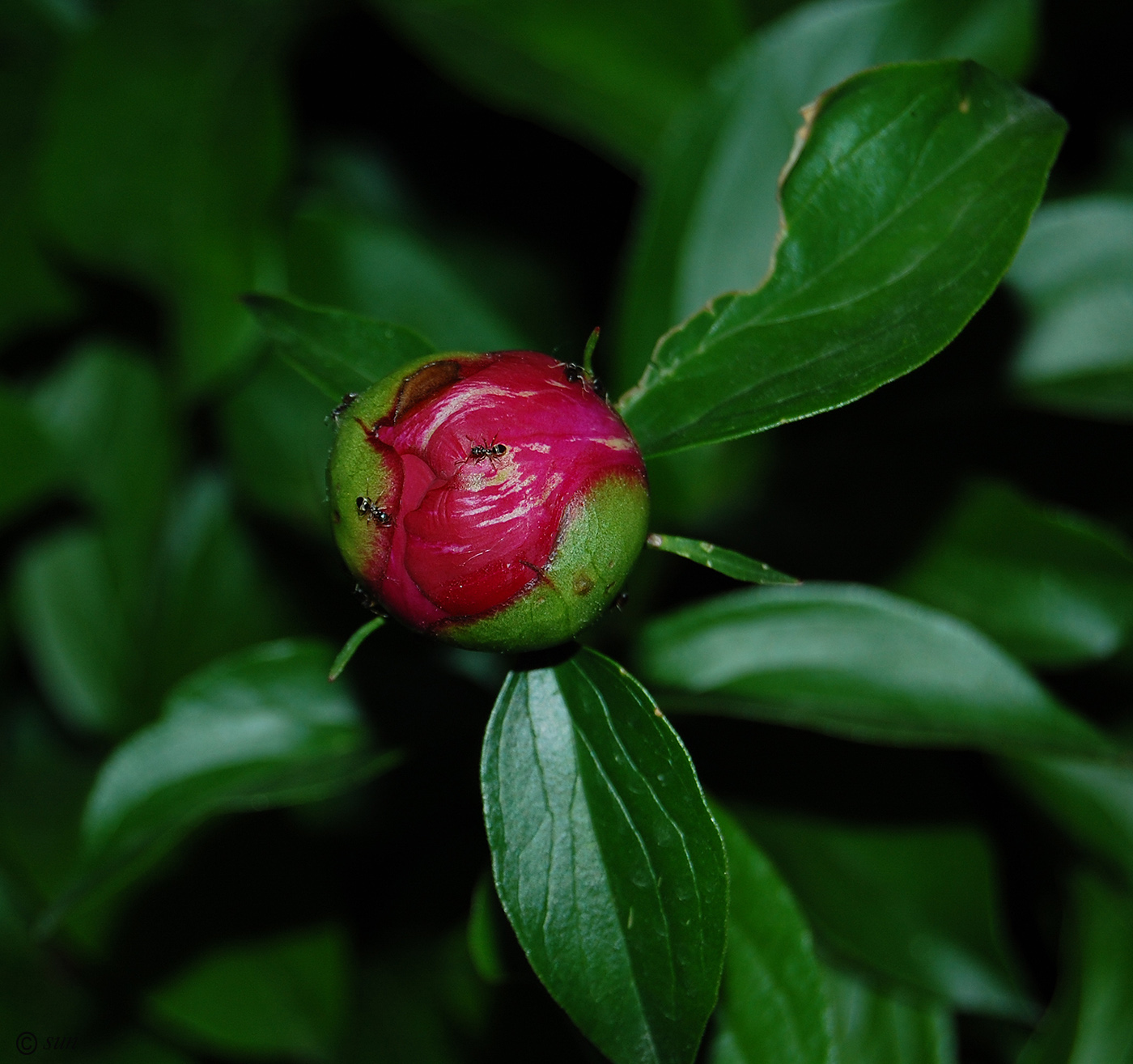 Изображение особи Paeonia lactiflora.