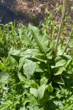 Cirsium oleraceum