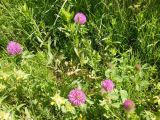 Trifolium pratense