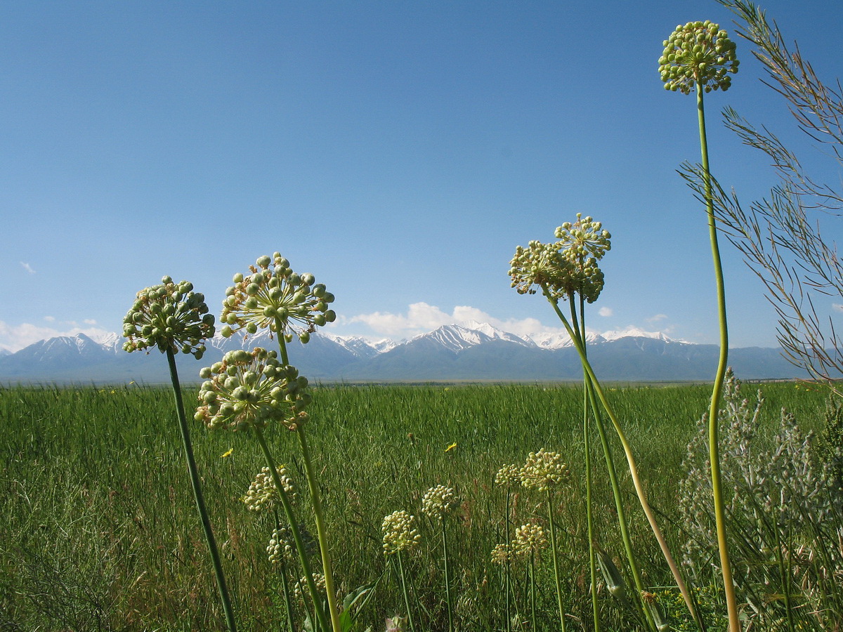 Изображение особи Allium suworowii.