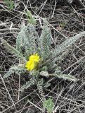 Astragalus buchtormensis