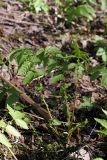 Filipendula ulmaria ssp. denudata